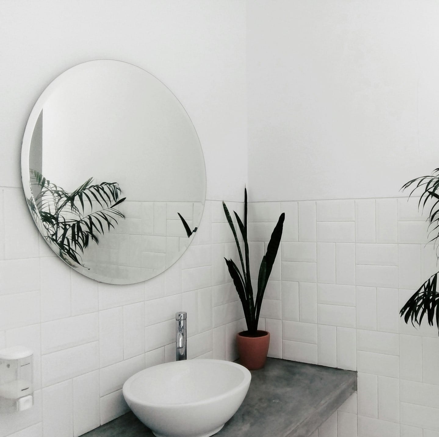 plant beside sink under mirror inside room
