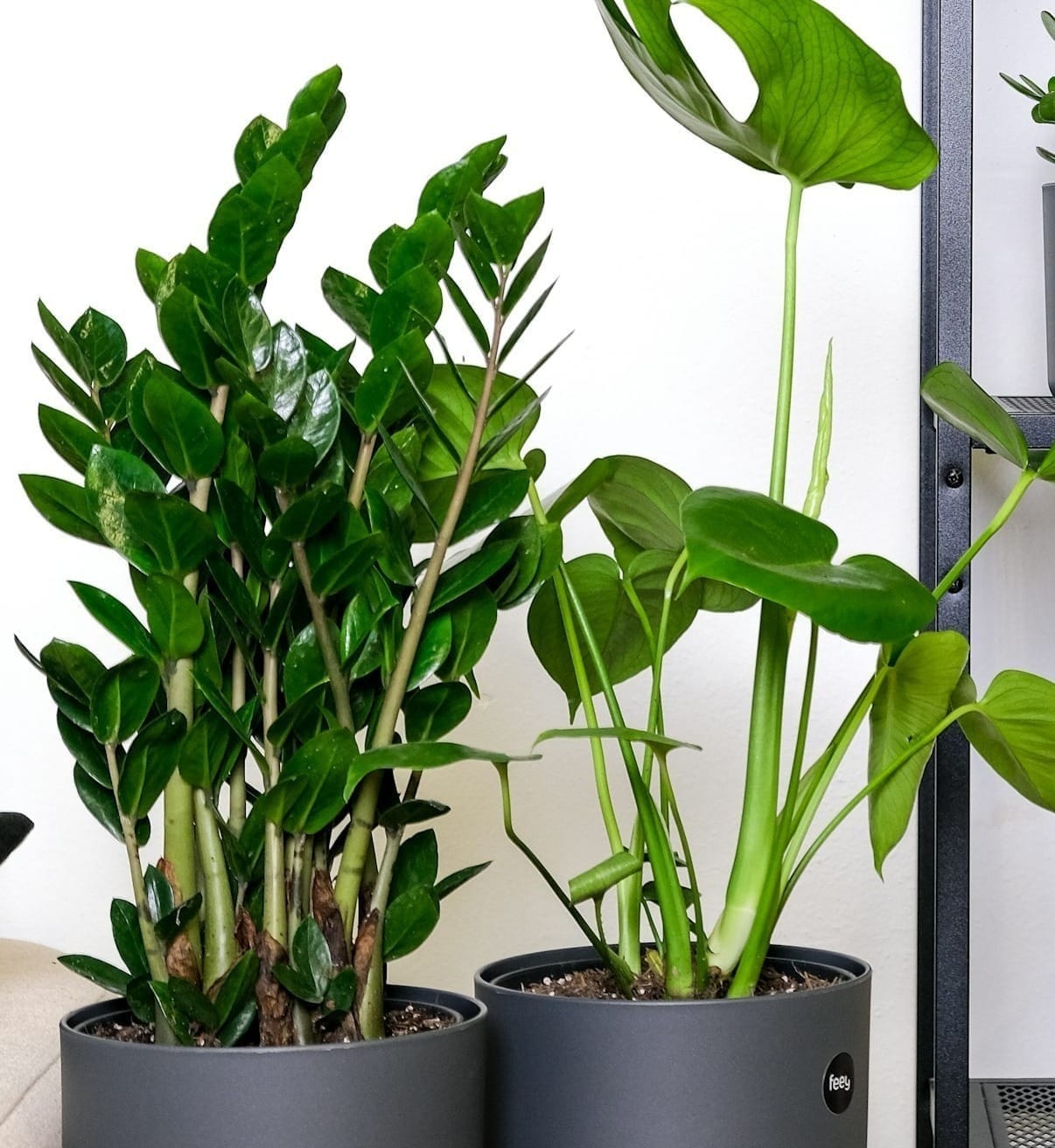 Best House Plants for Low Light | Judges Verdict