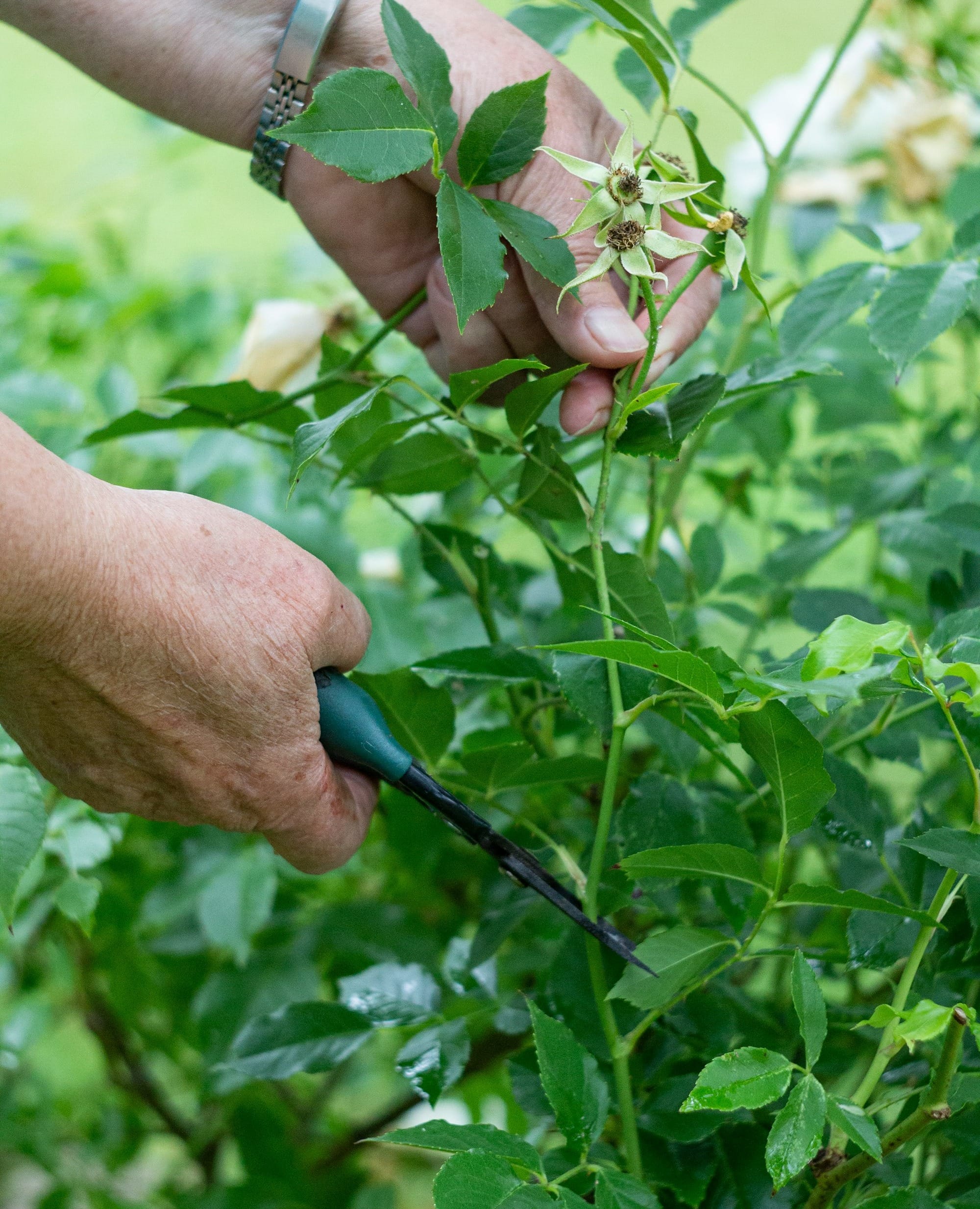 How to Prune Roses and More | Judge Explains