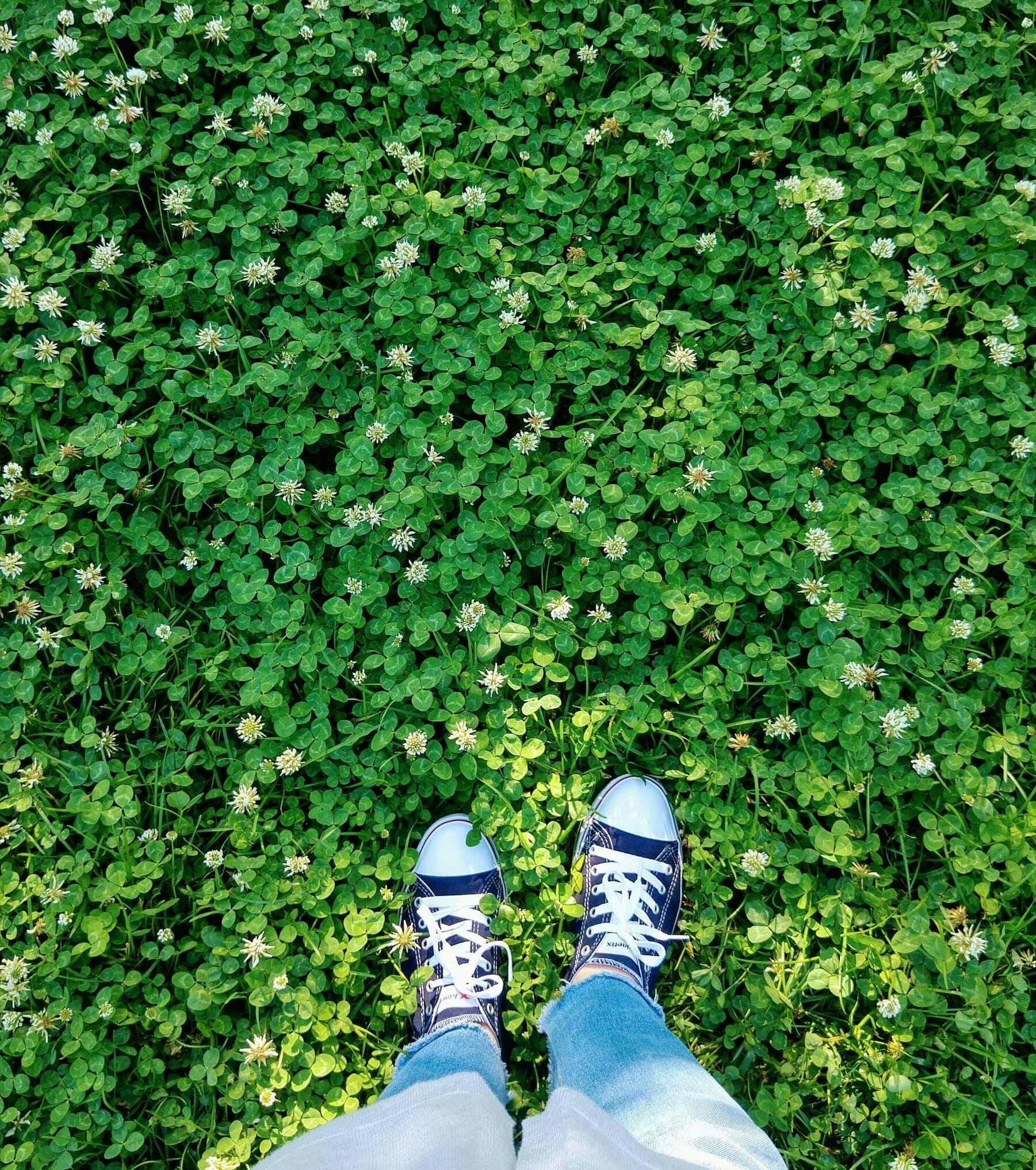 How to Grow a Clover Lawn | Judge Explains