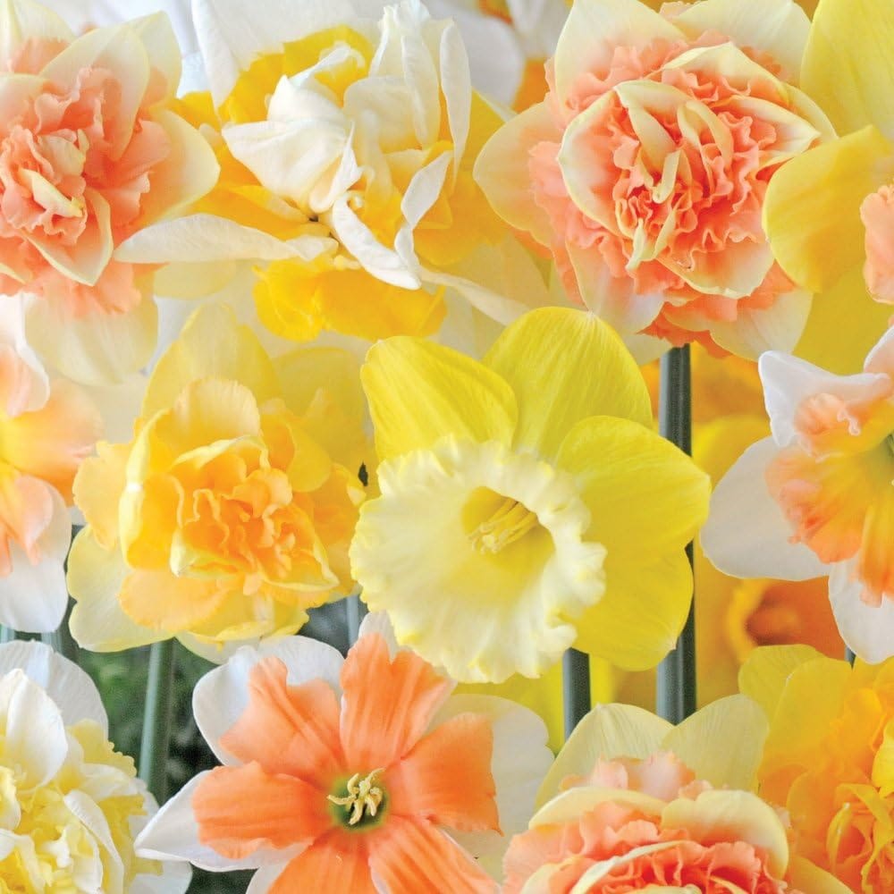 Best Daffodils for Autumn Planting | Judges Verdict