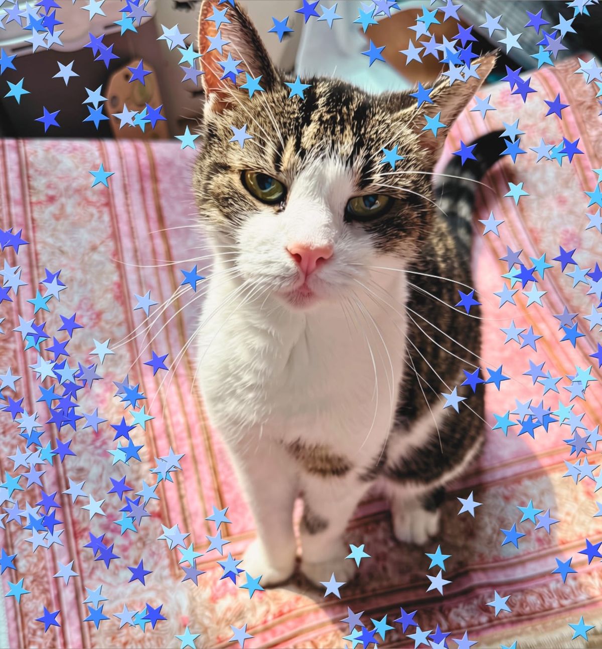Yuki, a tabby-and-white cat with a pink nose, sitting on a pink patterned cushion, surrounded by blue star decorations.
