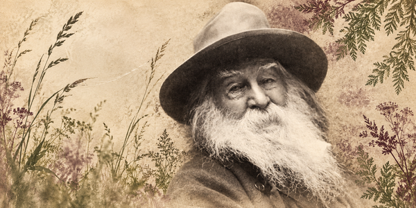Walt Whitman in a wide-brimmed hat, surrounded by grasses and woodland foliage on warm archival paper.