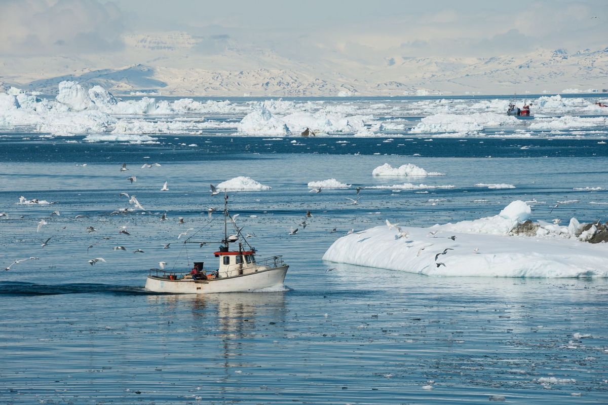 Greenland's Fish Export Sees a Modest Increase in Earnings Following Record Year 2022