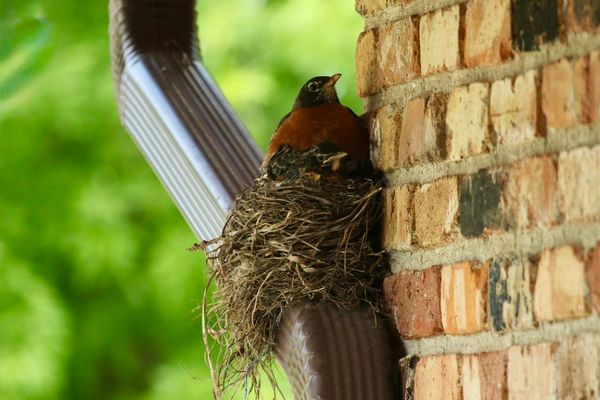 The Story Behind Made to Fly Free