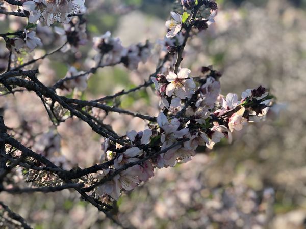 A cozy quarantine-retreat in Jerusalem