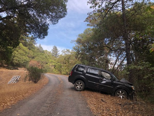 The message from the trees