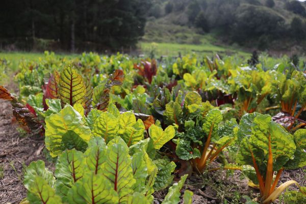 celebrating the harvest