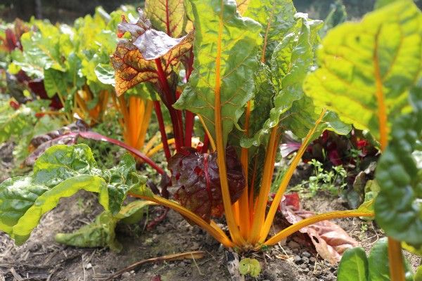 Meditating on two months at the Zen Buddhist temple Green Gulch Farm.