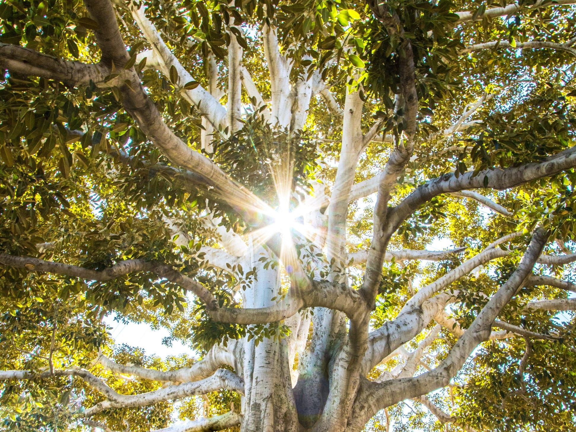 Die derde bede: Laat u wil geskied