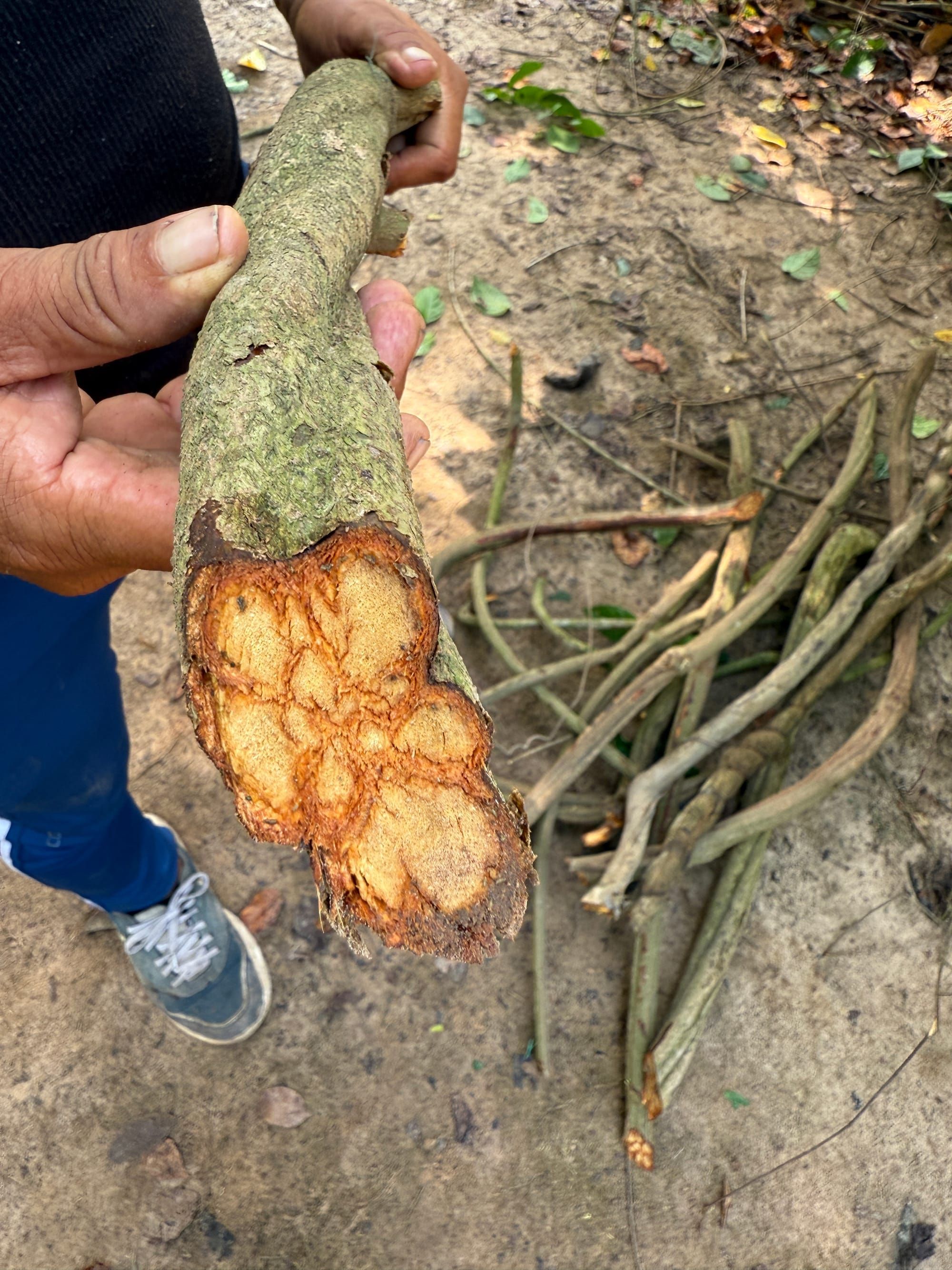 Banisteriopsis caapi