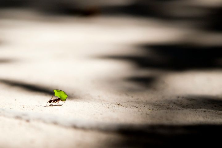 Ant carrying a small part of a green leaf