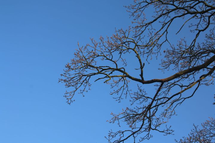 Leafless branches of a tree against a blue sky