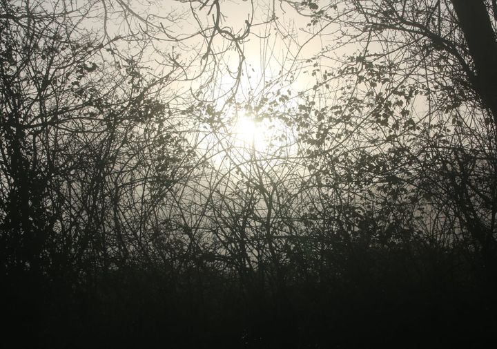 silhouette of bush and bramble with a mist enshrouded sun in the centre of the backgroun