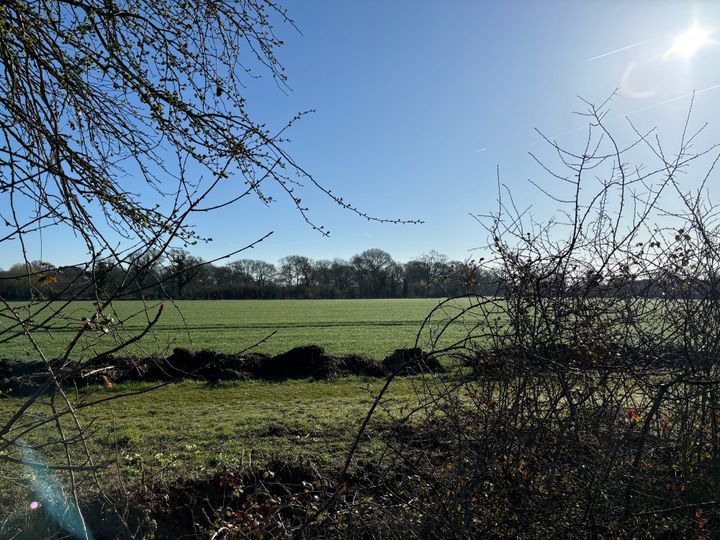 photo of a green field of grass with a row of trees in the middle ground, a blue sky with the sun visible in the top right corner