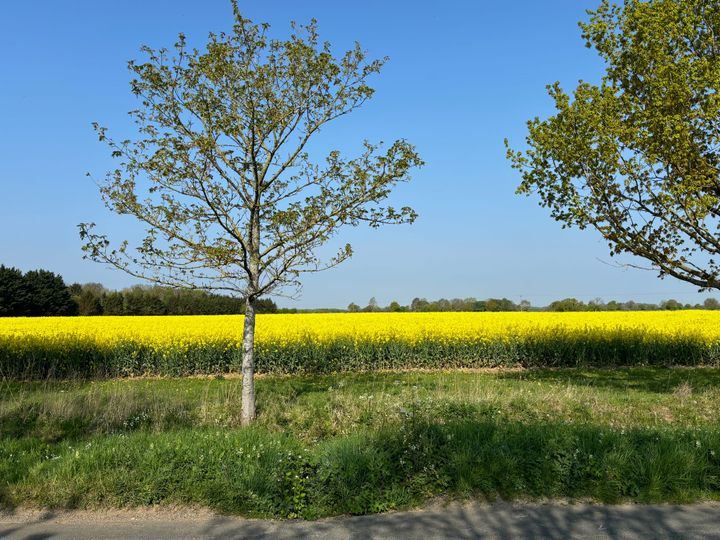 photo of a small tree in the foreground with a field of yellow rapeseed in the background