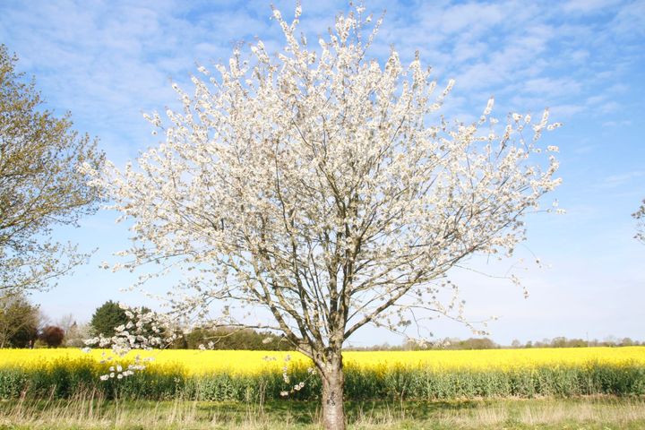 photo of a white coloured blossom tree with a field of yellow rapesee in the low background, and a blue and white cloudy sky in the higher background