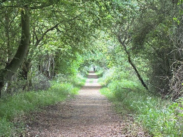path through a tunnel of trees