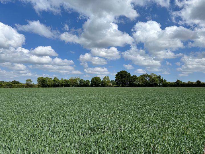 Photo of a green farmers field, with green trees on the horizon and a blue sky with white fluffy clouds in the top half of the photo