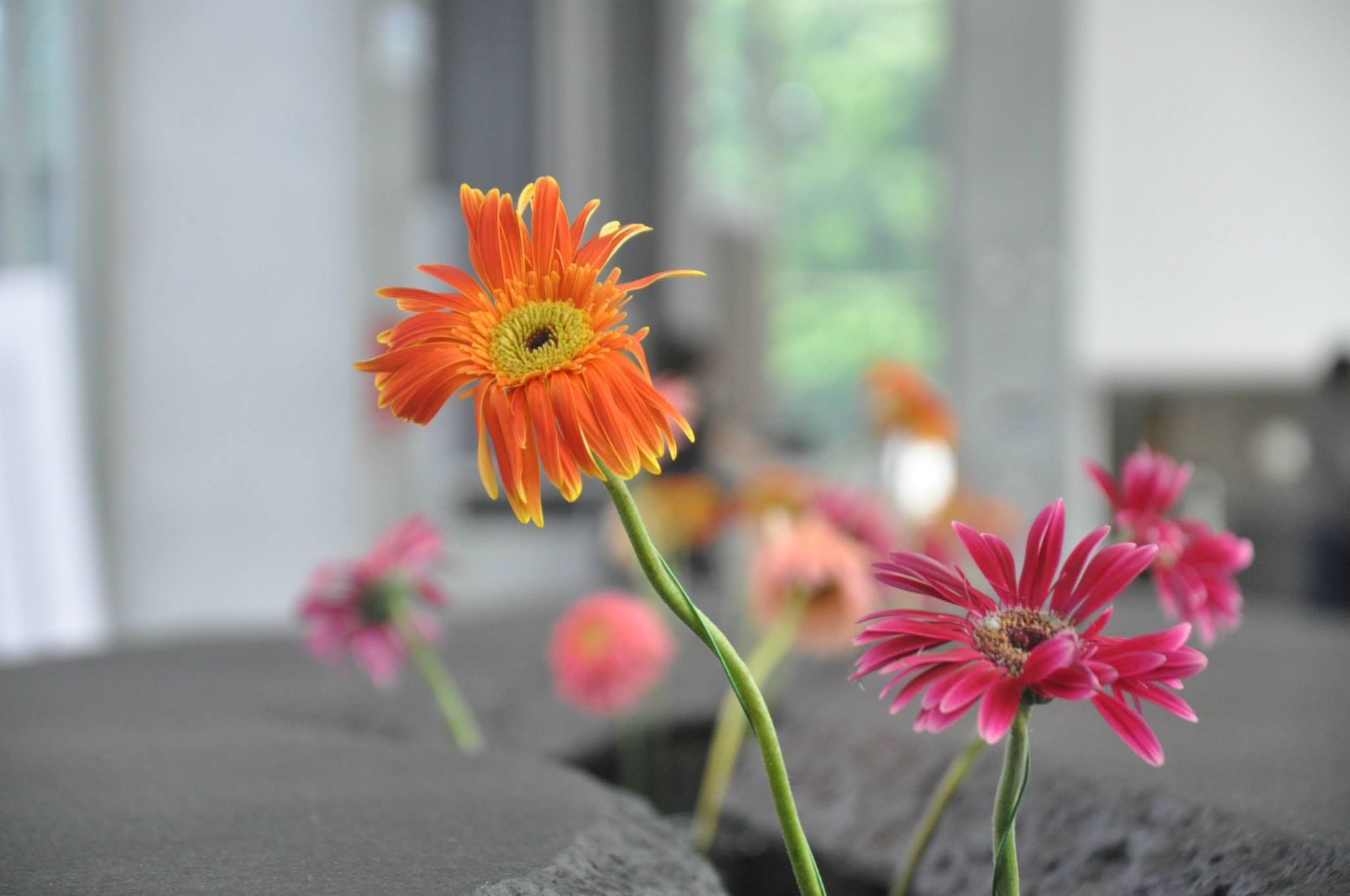 How I met counselling - Sabrina (Wing-Lam Wong)