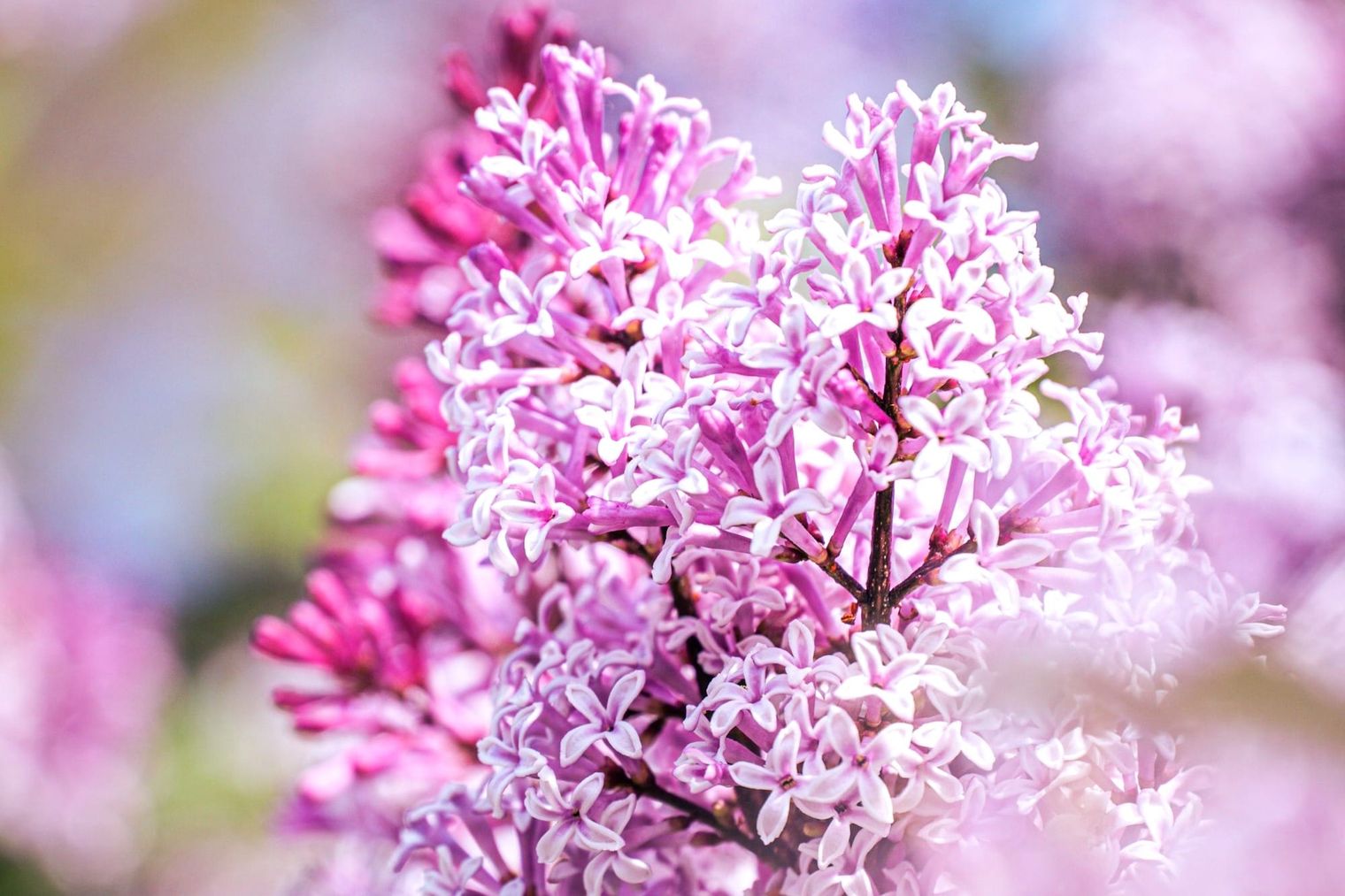 Und wieder füllt des  Flieders Duft die Lüfte