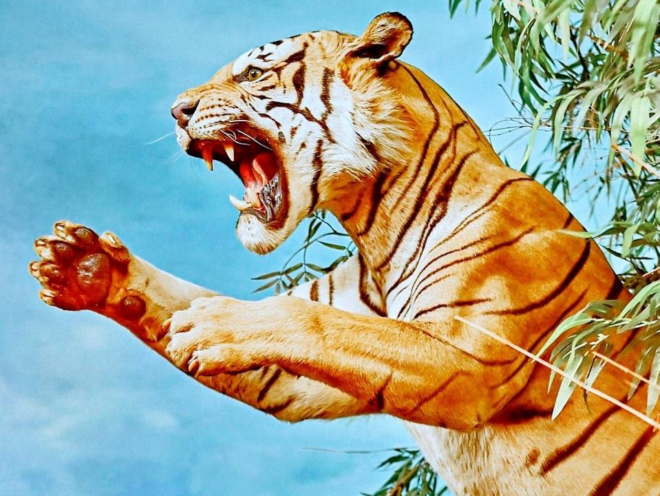 Ein Tiger, den wir fürchten müssen