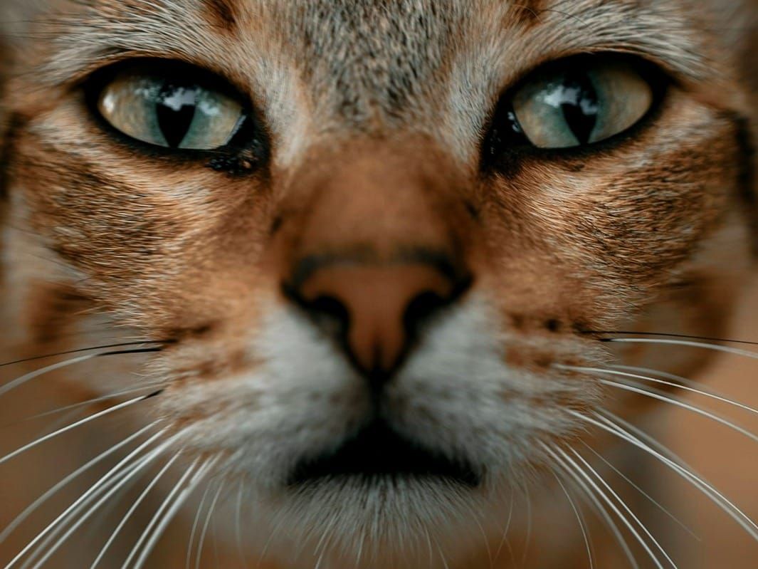 Schroedinger’s Cat