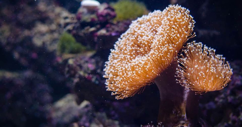 The nature of holobionts