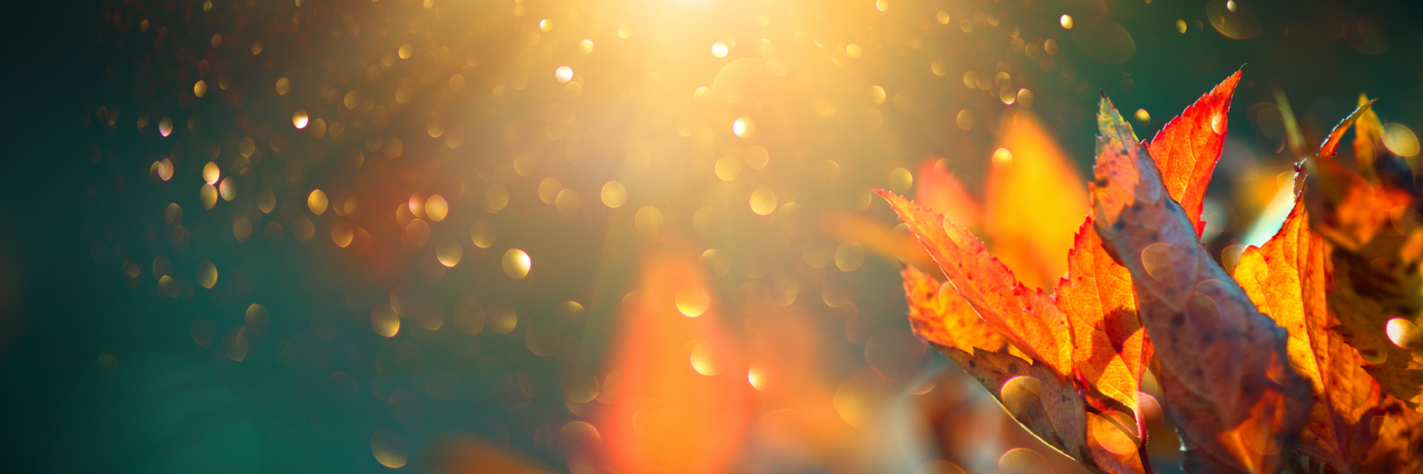 Preparing for Fall (And a Falling Rate Environment)