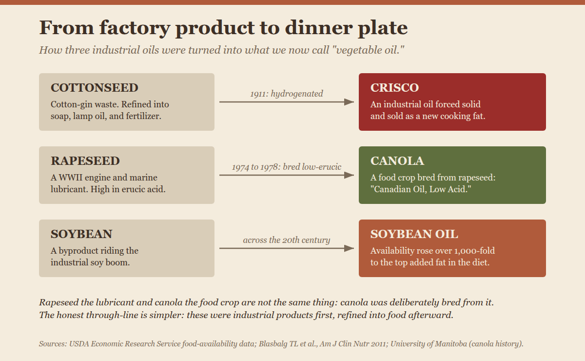 From factory product to dinner plate: cottonseed became Crisco in 1911 via hydrogenation; rapeseed, a WWII engine lubricant, was bred into low-erucic canola between 1974 and 1978; soybean oil availability rose over a thousand-fold across the 20th century