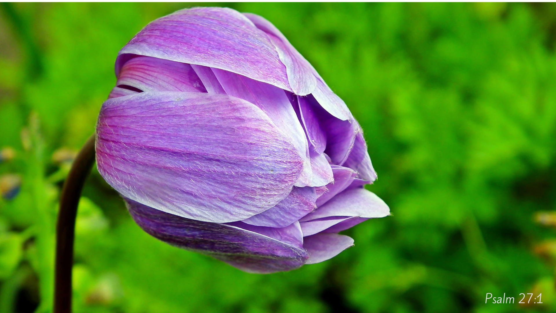 Unshakeable at Work: God's Blueprint for Thriving in Toxic Environments