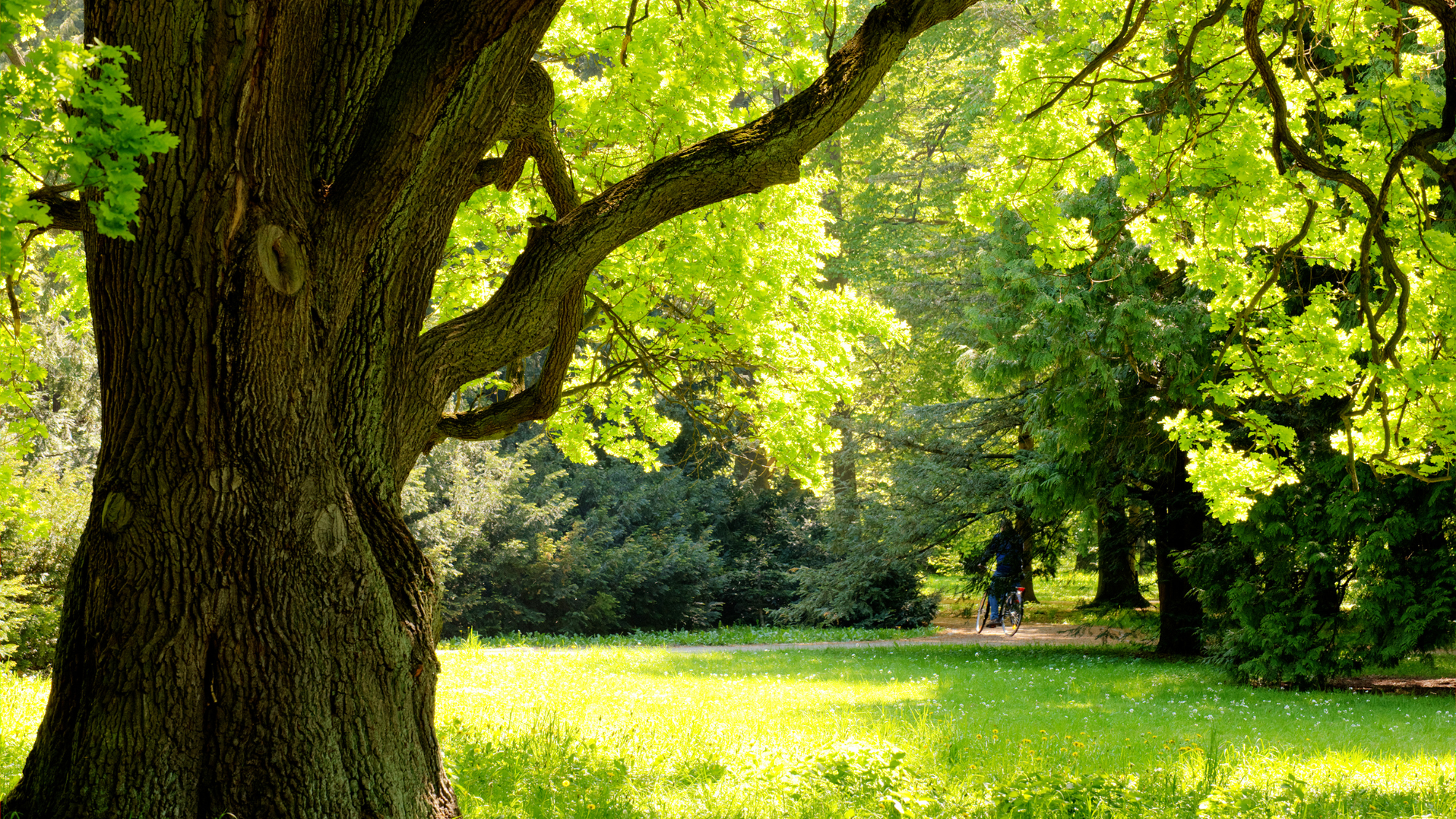 The Warrior's Training Ground