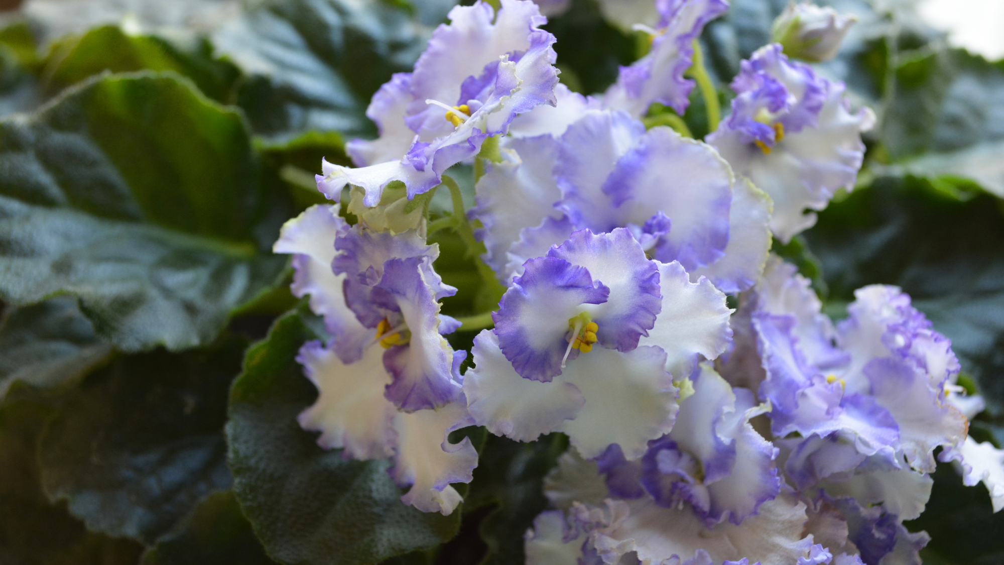 Grace to Overcome Fear