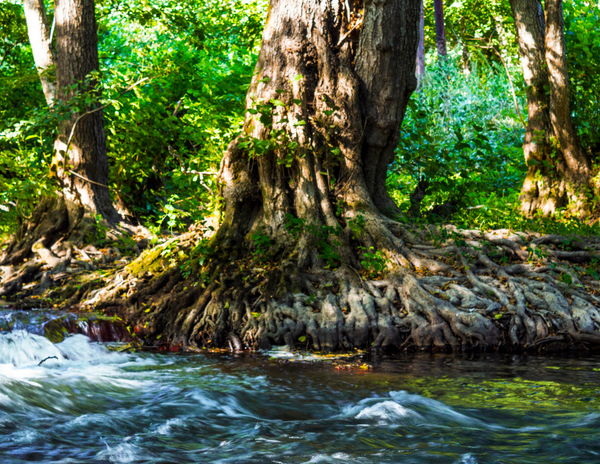 Vengeance Is The Justice System of God