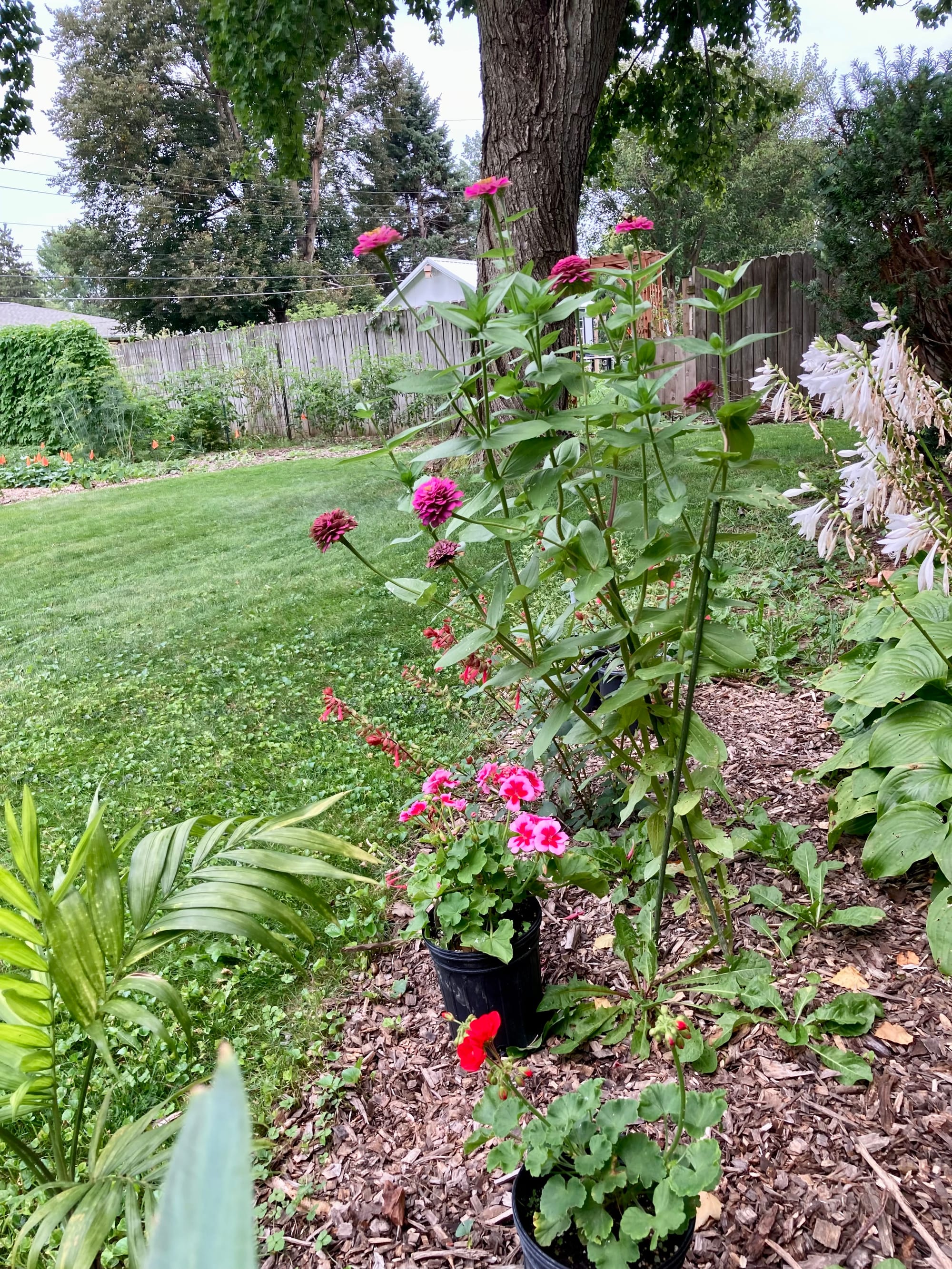 Albine Bodo is a gardener in 2 parallel worlds. Figuratively, Aralin World is a garden of learners and learning resources. Moreover, this post reveals that she's a soil gardener as well.