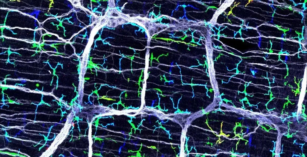 Tracing the immune dialogue between the gut and brain