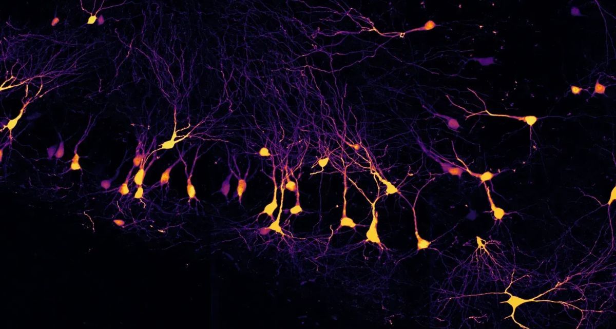 Wiring the brain, one synapse at a time
