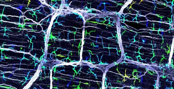 Tracing the immune dialogue between the gut and brain