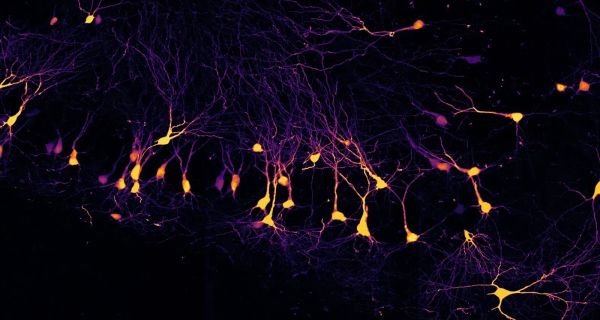 Wiring the brain, one synapse at a time