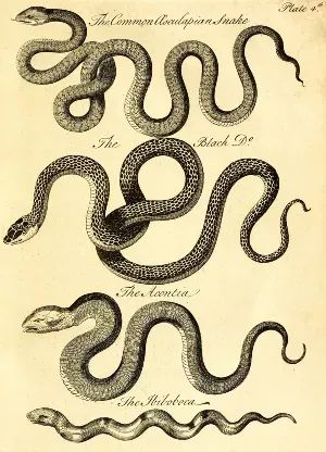 The Tuesday in the Fourth Week of Lent: The sting reminds us that we are actually kind of fragile