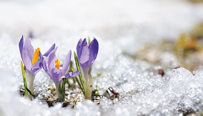 The Second Sunday in Lent: The first tender shoots of a long-delayed spring