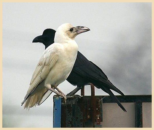 The First Sunday in Lent: So many false starts, so many false prophets