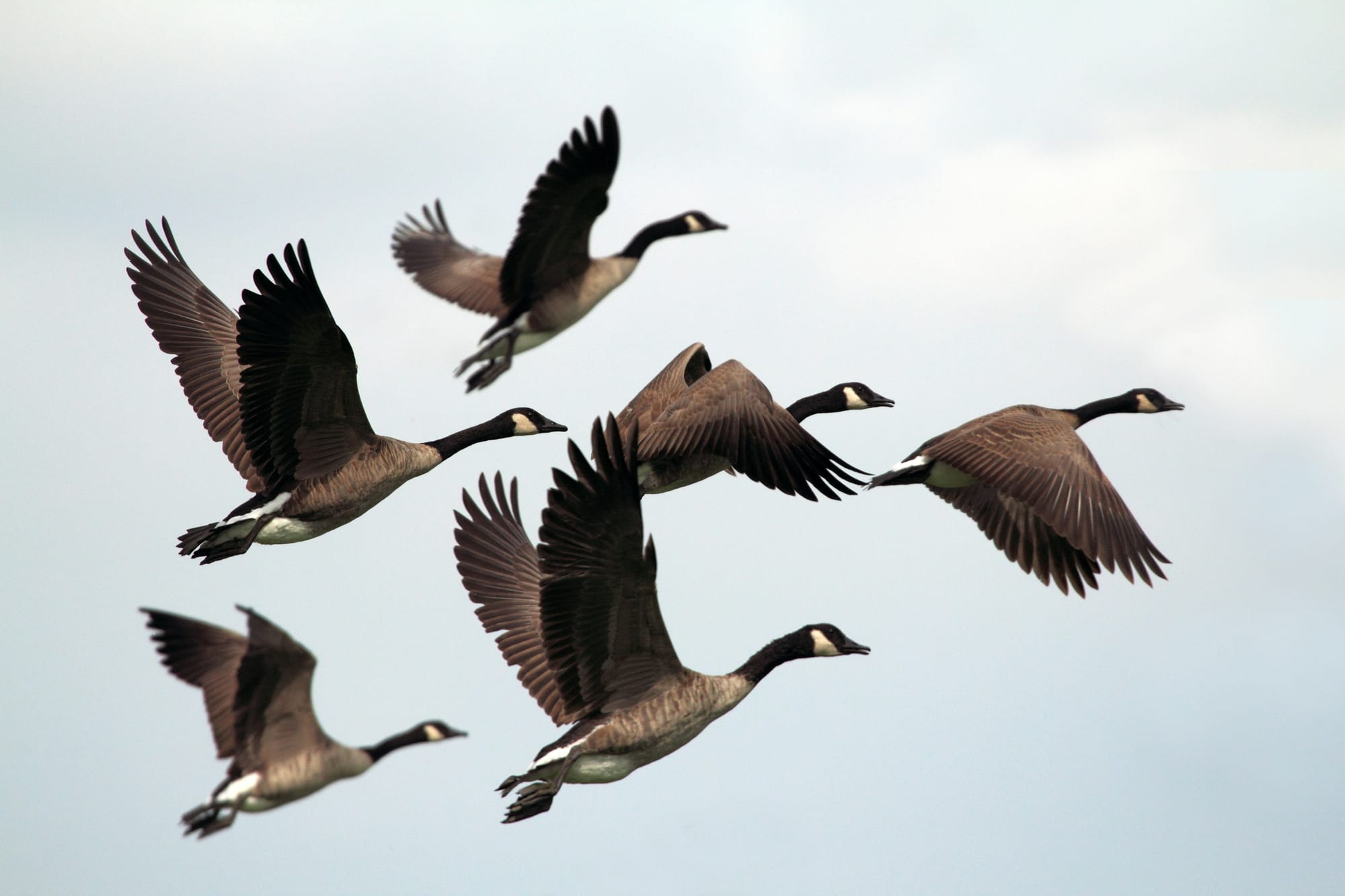 Vibing and Beefing with Canada Geese