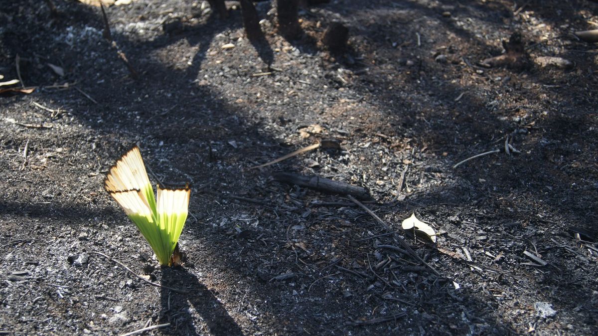 The Pandemic was a Portal