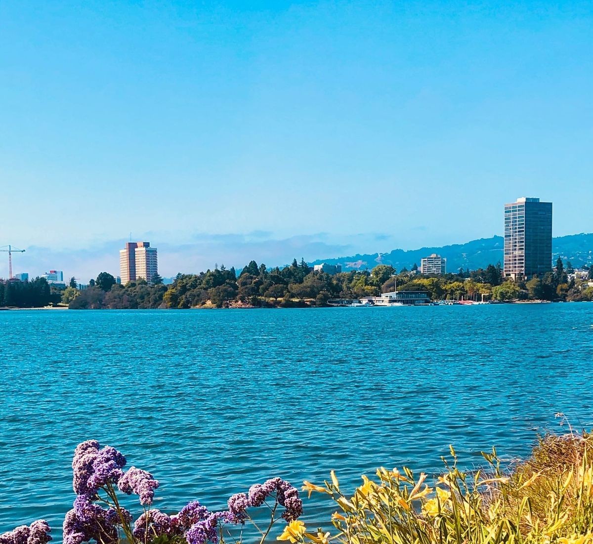 A photo of Lake Merritt in Oakland California with flowers in the foreground, buildings, trees, and the boathouse in background