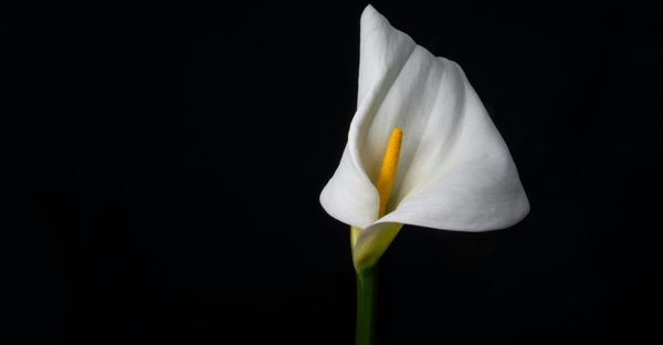 A single Cala Lily on the right side of a black background