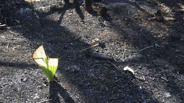 The Pandemic was a Portal