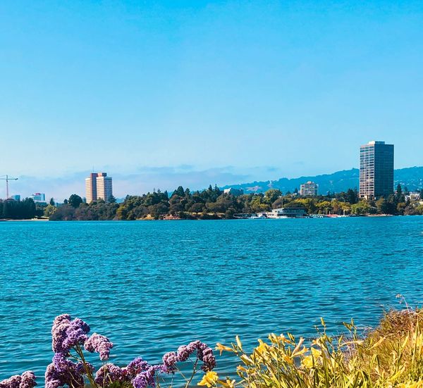 A photo of Lake Merritt in Oakland California with flowers in the foreground, buildings, trees, and the boathouse in background