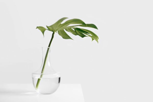 A single Monstera leaf in a glass vase of water with a blank background