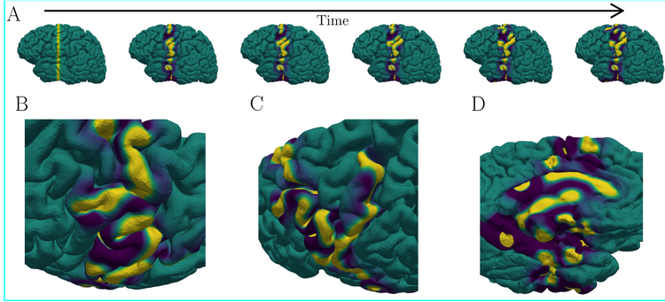 Preprint on Radial Basis Function Schemes for brain dynamics